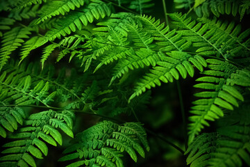 Midsummer Day background. Lush Green Ferns