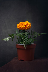 Tagetes flower in a pot on the table