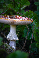 mushroom in the forest with water drops