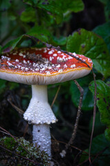Wild Amanita in Natural Habitat