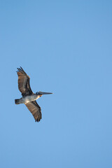 Obraz premium pelican flying with a background