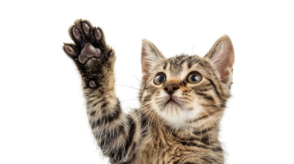 Obraz premium Cat giving high five