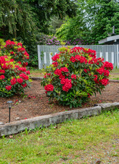 Red Flower Bushes 2