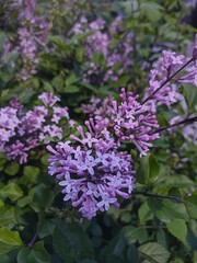 flowers in the garden