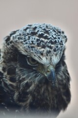 portrait of bird