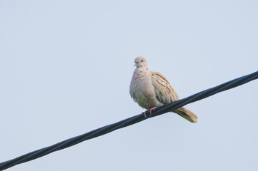 Streptopelia decaocto aka Eurasian Collared Dove perched on the electric wire. Isolated on sky background.
