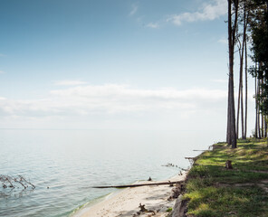 Pine forest on a cliff over a water, beach down below. Calm water and clouds over horizon.