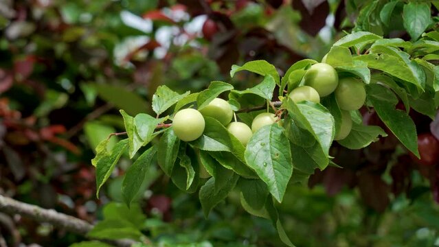 Farming cherry plum berries in sunlight in organic garden on a spring tree branch. Green ripening fruits close up