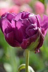 Beautiful double purple tulip close-up