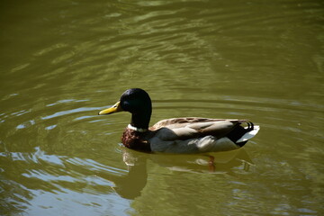 Obraz premium A male mallard with a beautiful color swims in the lake
