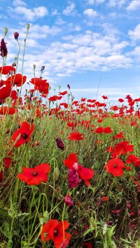 Coltivazione di papaveri su un terreno agricolo 