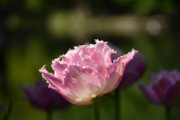 Delicate pale pink terry fringed tulip close-up