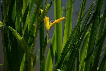 Yellow flowers of iris pseudacorus near the lake close-up