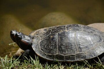 Fototapeta premium Turtle on a stone near the water close-up