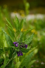 Close-up of purple comfrey flowers