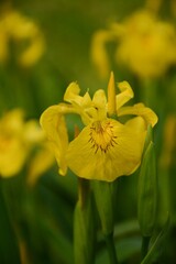 Fototapeta premium Yellow iris close up in the garden