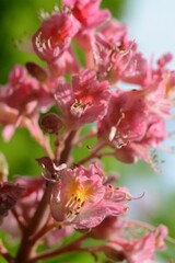 Pink chestnut flowers in the morning on a blurred background