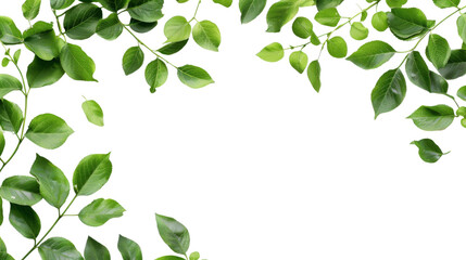 Obraz premium Leaves frame