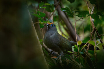 Red-fronted coua, Coua reynaudii,  cuckoo endemic to Madagascar.  Coua bird from Ranomafana NP, Ground forest bird in the nature habitat, Madagascar. Wildlife nature. Bird in vegetation.