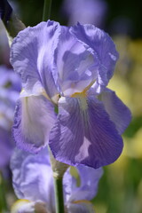 Violet blue iris flower with star-shaped petals
