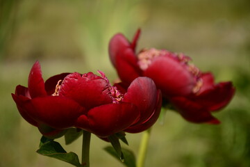 Dark red peonies on a blurred green background