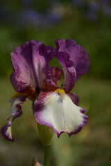 Iris flower with beautiful rare purple-yellow-white petals