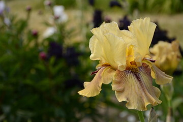 Yellow brown iris flower on blurred background of flower field