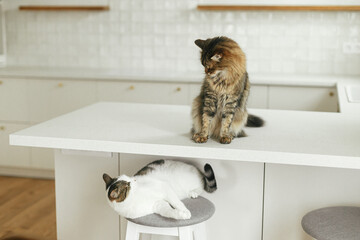 Cute cats playing on granite countertop on background of modern white kitchen with brass details in new scandinavian house. Pets and stylish kitchen interior. Minimal kitchen design
