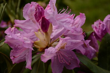 Large pink rhododendron flower close up