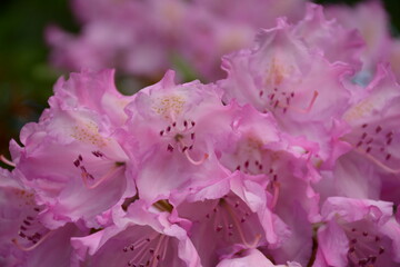 Close-up of a rhododendron bush with a delicate pink tint