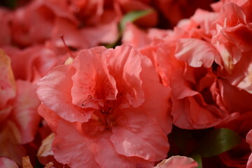 Beautiful flowers of a rhododendron bush in coral (pink-orange) color close-up