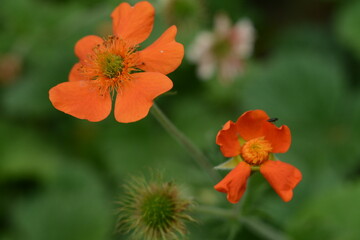 Orange flowers of  Chilean gravilate (geum chiloense), the plant grows in the wet Alps and subalpine meadows
