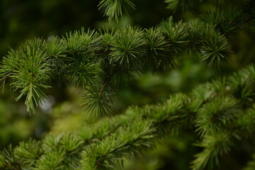 Green larch (larix) branches close up