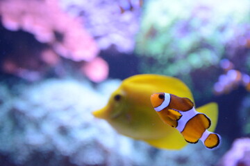 Orange fish Amphiprion and yellow fish Zebrasoma flavescens (the Yellow Tang) close-up in the sea near corals