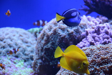 Amphiprion ocellaris, paracanthurus hepatus, zebrasoma flavescens, yellow tang and other fish swim near the corals in the sea