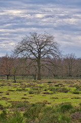 tree in a winter heath landscape