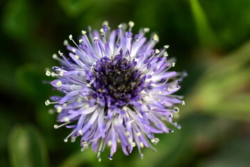 Blaues Kugelblümchen im Frühling