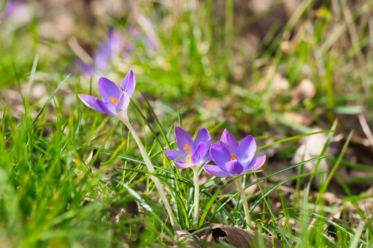 close-up of wild crocuses, Latin name is Crocus etruscus