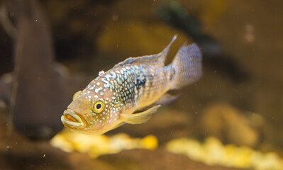 Detail of silver Firemouth cichlid fish.