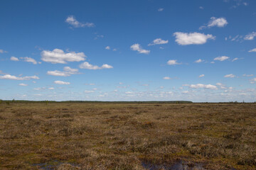 Belarusian swamp Yelnya view on a sunny summer day