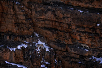Snow leopard Panthera uncia in the rock habitat, wildlife nature. Snow leopard on the rock in winter, sitting in the nature stone rocky mountain habitat, Spiti Valley, Himalayas in India.