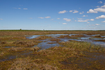 Belarusian swamp Yelnya view on a sunny summer day