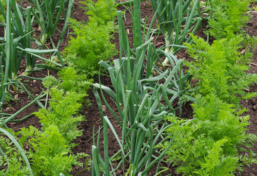 Mischkultur von Zwiebeln und M&ouml;hren