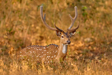 Axis spotted deer  in the forest. Deers in the nature habitt, Kabini Nagarhole NP in India. Herd of animal near the water pond. Nature wildlife.