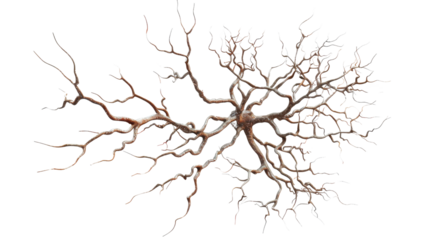 Nerve cell, veins