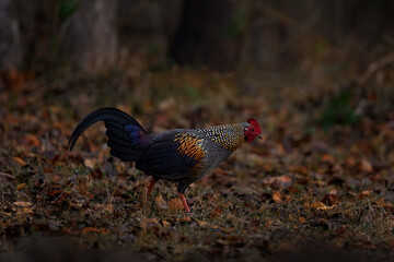Grey Junglefowl, Gallus sonneratii, bird in the nature habitat, Kabini Nagarhole NP in India. Cock witih long tail and red head. Hen in the forest, nature wildlife. Birdwatching in Asia.