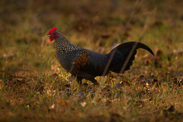 Bird from India. Grey Junglefowl, Gallus sonneratii, bird in the nature habitat, Kabini Nagarhole NP in India. Cock witih long tail and red head. Hen in the forest, nature wildlife. Birdwatching Asia