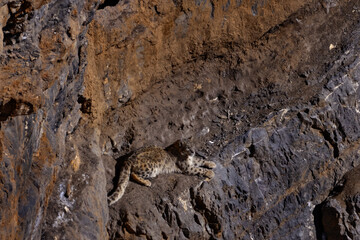 Snow leopard on the rock in winter, sitting in the nature stone rocky mountain habitat, Spiti Valley, Himalayas in India.
