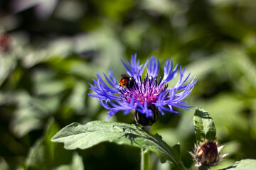 Cornflower blossom and a bumblebee