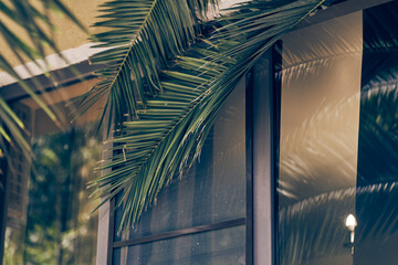 Date palm leaves on the background of a transparent window of the house. Background with space to...